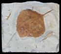 Detailed Fossil Leaf (Zizyphoides) - Montana #59779-1